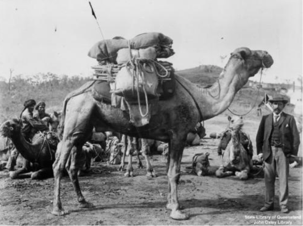 The man in the suit and hat, holding the camel, is Abdul Wade who was a very influential camel merchant in New South Wales and Queensland in the late 1800s and early 1900s. Source of photo and caption: State Library of Queensland